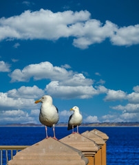 Wall Mural - Two Gulls Keeping Watch on a Coastal Railing