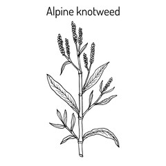 Alpine knotweed aconogonon alpinum , medicinal plant