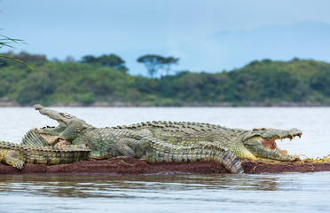 Wall Mural - nile crocodile, chamo lake, naciones, etiopia, africa