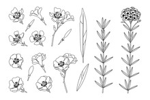 Vector Hand Drawn Plant Clipart