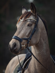 portrait of beautiful stunning show jumping gelding horse with bridle and browband with beads in forest in autumn	