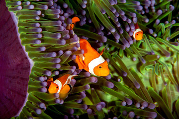 The surprising underwater world of the Indian and Pacifical Oceans