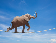 Elephant Acrobat Walking On The Wire Cord