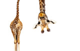Fototapeta  - Giraffe with long head look upside down on white