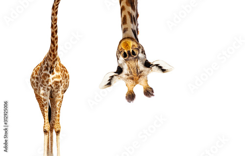 Photo Giraffe with long head look upside down on white