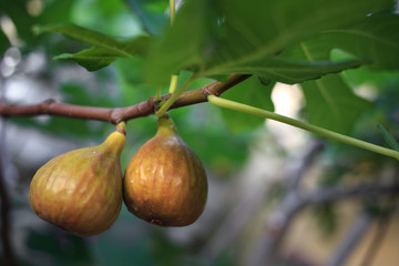 Natural ripe figs growing in Central Europe on a tree