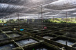 Ornamental Fish Farm in Asia. Farm nursery Ornamental fish freshwater in Recirculating Aquaculture System.