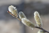 Fototapeta Tęcza - Big catkin willow