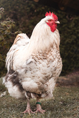 Wall Mural - rooster on farm