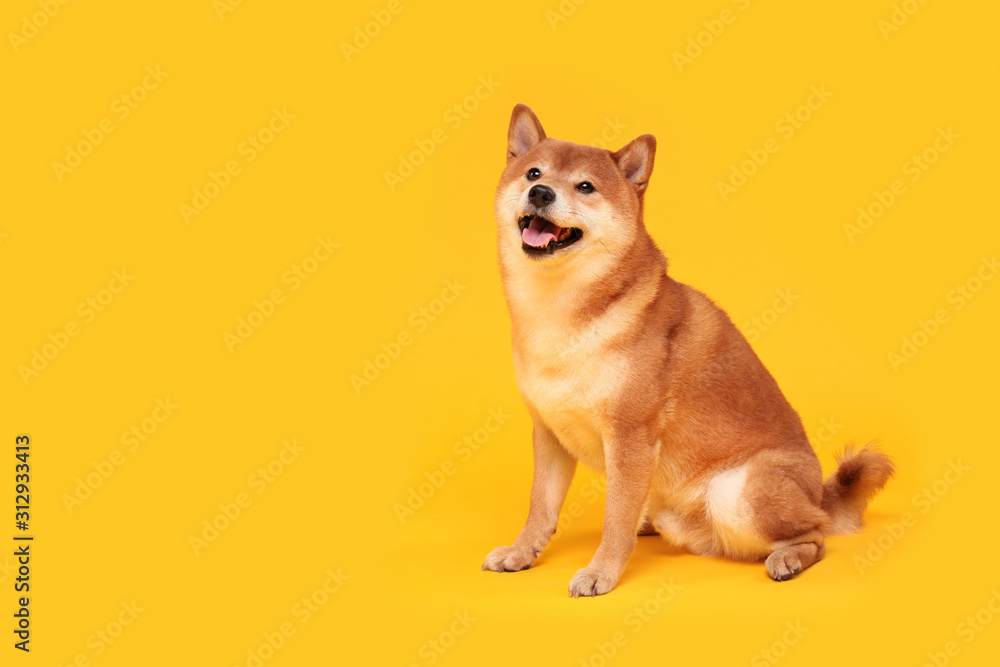 Happy shiba inu dog on yellow. Red-haired Japanese dog smile portrait