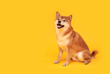 Happy Shiba Inu Dog On Yellow. Red-haired Japanese Dog Smile Portrait