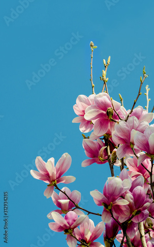 Naklejki magnolia  605740076