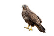 © WildMedia - Common buzzard, buteo buteo, a powerful bird of prey sitting and looking in nature isolated on white background. Wild animal observing from a lookout cut out on blank.
