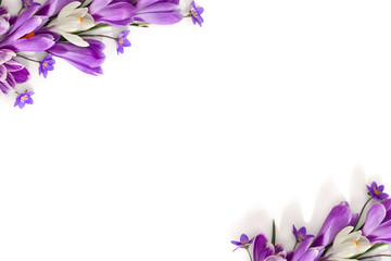 Wall Mural - spring decoration. frame of violet and white crocuses and flowers hepatica ( liverleaf or liverwort 