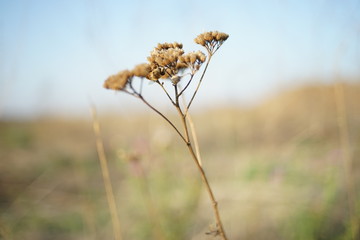 Canvas Print - Dry grass grow in autumn blurred field at sunny day.