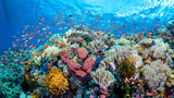 Fototapeta Most - Korallenriff im Pazifik bei Anilao, Philippinen