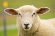 Dike sheep close up portrait