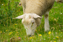 Dike Sheep Grazing On Its Meadow Close-up
