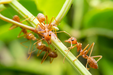 Red ants are looking for food on green branches. Work ants are walking on the branches to protect the nest  in the forest.