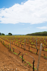 Wall Mural - Young green vineyard growing in Puglia, variety of Primitivo of Manduria