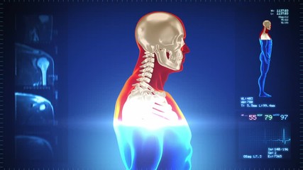 detailed human body turning. skeleton. loopable. red/white. blue background. highly detailed close u