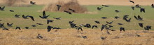 Flock Of Birds, Jackdaw, Corvus Monedula