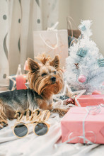 Happy New Year 2020 Festive Background. Funny New Year Yorkshire Terrier Dog Wearing 2020 Text Glasses At Home