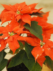 Poinsettia home flower, beautiful euphorbia or Christmas star against the background of Christmas lights.