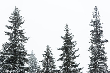 Wall Mural - pine trees covered with snow on white sky background