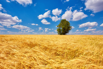 Gold wheat field and blue sky. Ukraine, Europe.