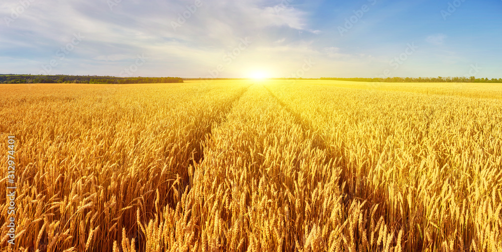 landscape with tractor road in wheat field - obrazy, fototapety, plakaty 