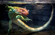 Caiman Lizard swimming in the water 