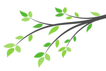 Wall Mural - silhouette of a branch with green leaves. young tree. spring background concept.