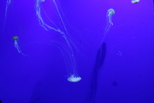  Two Green Jellyfish On Blue Background