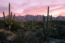 Desert Sunset In Tucson Arizona
