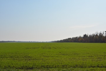 landscape with green field and blue sky