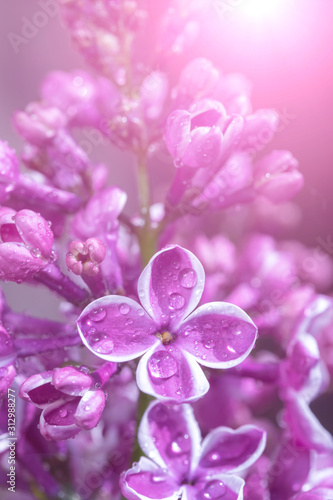 Lilac flowers background.