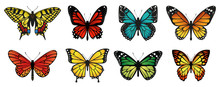 Different Butterflies Collection. Vector Illustration