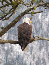 American Bald Eagle Is Perched In A Tree In Front Of A Snow Covered Hillside