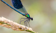 blue dragonfly on leaf