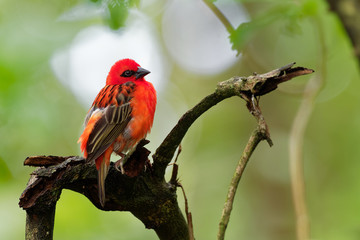 Madagascar Red Fody - Foudia madagascariensis red bird on the green and palm tree found in forest clearings, grasslands and cultivated areas, in Madagascar it is pest of rice cultivation