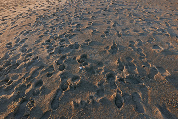 footprints in the sand