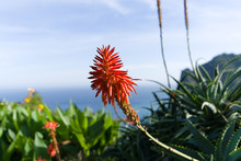Tritomas Flower With Flying Bees, Background Picture, Flower Of Madeiras Coastline Near Santana