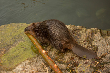 Wall Mural - The Eurasian beaver (Castor fiber).