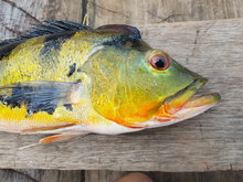 Peacock Bass (Cichla Ocellaris)  Cichlidae Family. Location: Mamori Lake, Amazon - Brazil