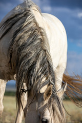 Wall Mural - Wild Horse Portrait