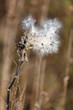 Milkweed pod with seeds bursting open