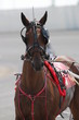 Harness Horse Racing Action