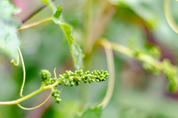 Young green grape closeup on a blurred background.