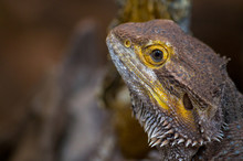 Pogona Vitticeps, The Central (or Inland) Bearded Dragon, Is A Species Of Agamid Lizard Occurring In A Wide Range Of Arid To Semiarid Regions Of Australia.